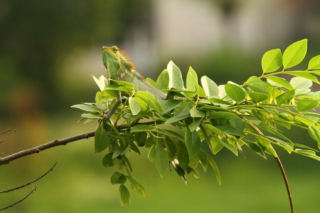 Foto una rama de árbol verde con un lagarto en ella