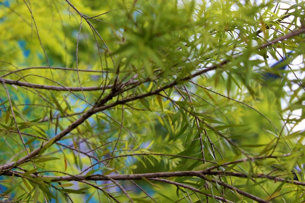 Una rama de árbol verde tiene muchas hojas y la palabra verde en ella