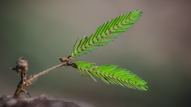 Rama de un árbol verde