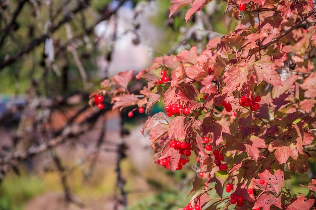 Una rama del árbol viburnum. Hojas rojas. Otoño. El árbol de bayas. Árbol de frutas.