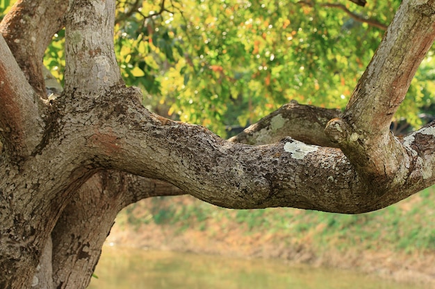 Rama de árbol