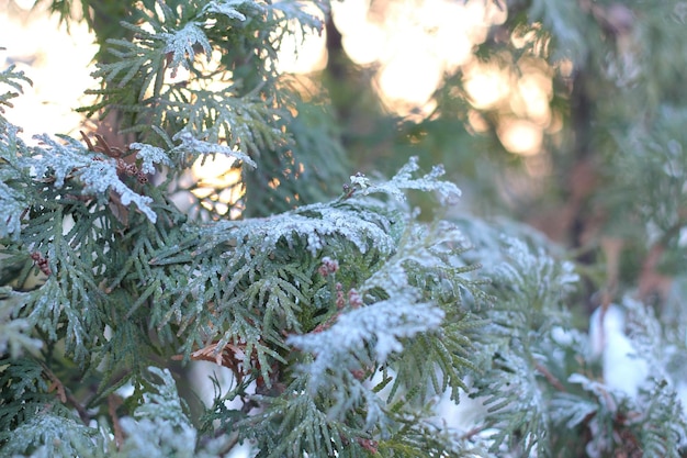 Rama arborvitae verde en la nieve.