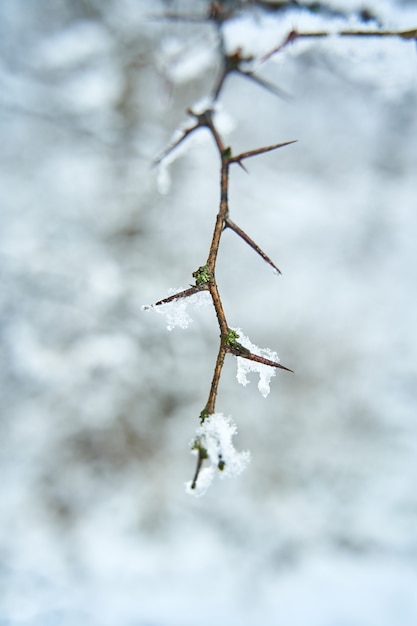 Rama de arbusto cubierto de nieve en el parque de la ciudad de invierno. Cierre la rama con picos.