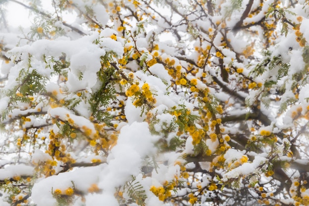 Rama de arbusto de Vachellia caven con flores amarillas cubiertas por la nieve