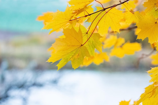 Rama de arce con hojas amarillas junto al río en otoño