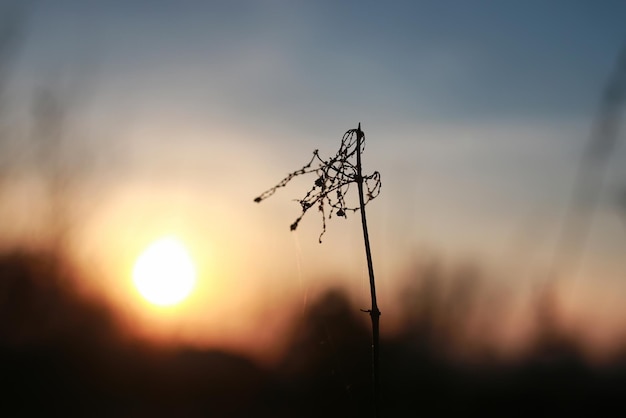 Rama en el atardecer de primavera