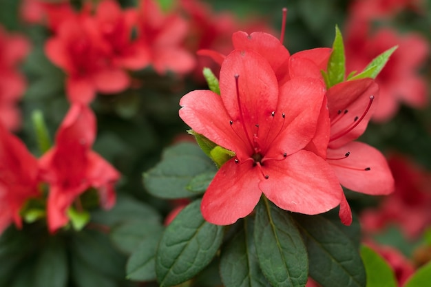 Rama de azalea floreciente brillante, fondo floral de primavera