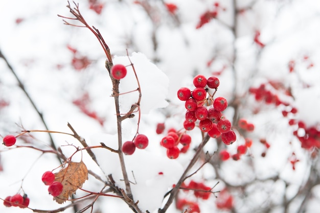 Rama de baya de serbal de Navidad. Racimo de bayas de espino. Ramita de serbal en la nieve. baya de invierno. Bayas de ceniza roja en la nieve. Fondo de invierno. Frutos rojos helados. Serbal rojo en escarcha.