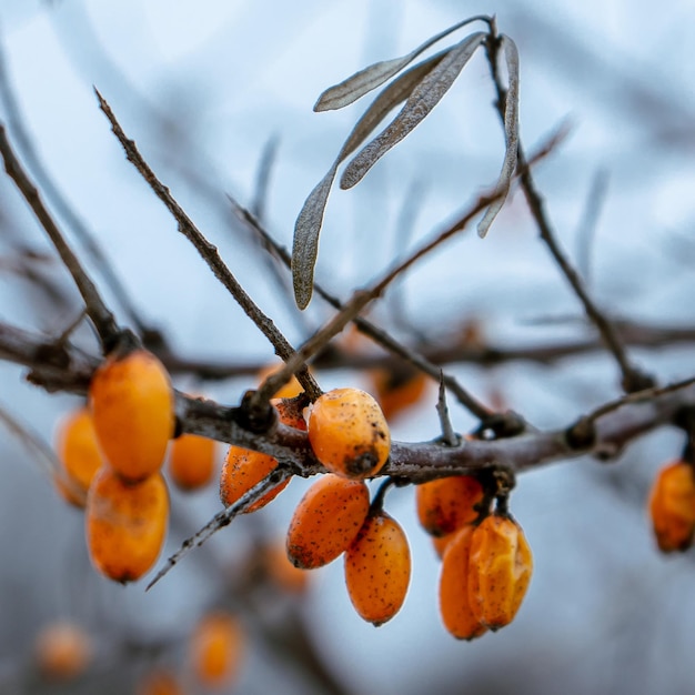 Una rama con bayas naranjas y las semillas son naranjas.