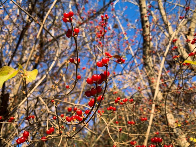 Rama de bayas rojas en el bosque de otoño de arbusto de madreselva de Amur contra el fondo de cielo azul