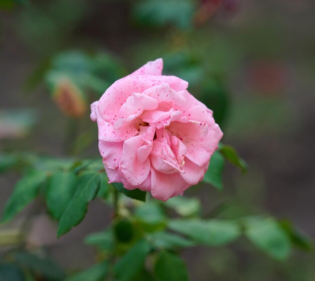 Foto la rama con brotes de rosas rosadas en flor y hojas verdes de cerca