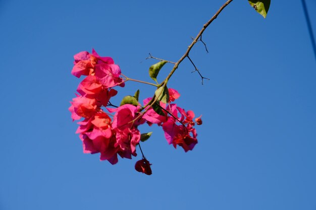 Una rama de buganvillas rosas con un cielo azul de fondo.