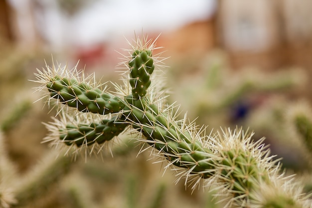 rama de cactus cerrar cactus