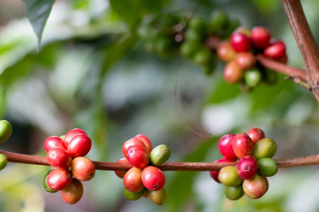 Rama de café colombiano con granos de café maduros y rojos de cerca detalle de café fondo borroso