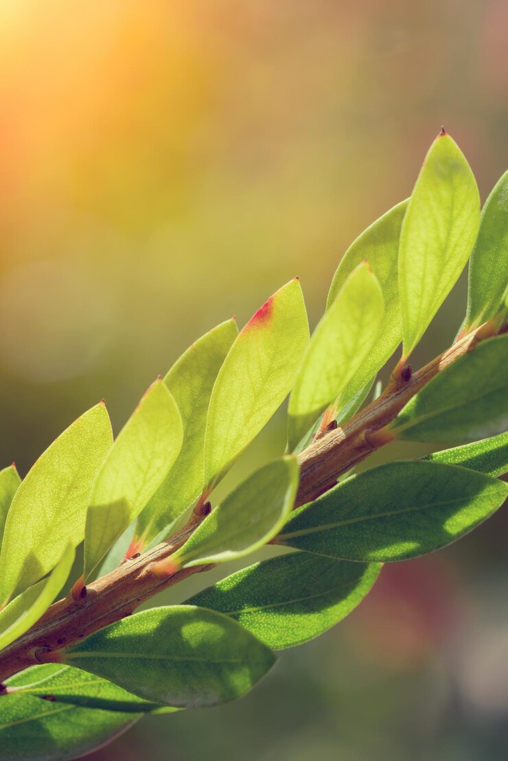 Foto rama callistemon con hojas verdes sobre un fondo borroso soleado