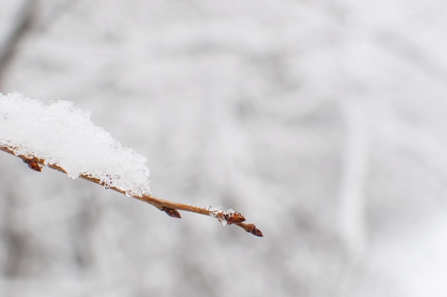 Una rama con capullos en la nieve sobre un fondo blanco borroso con un lugar para el texto