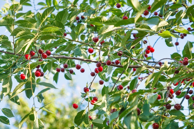 Rama con cereza roja madura y cielo azul