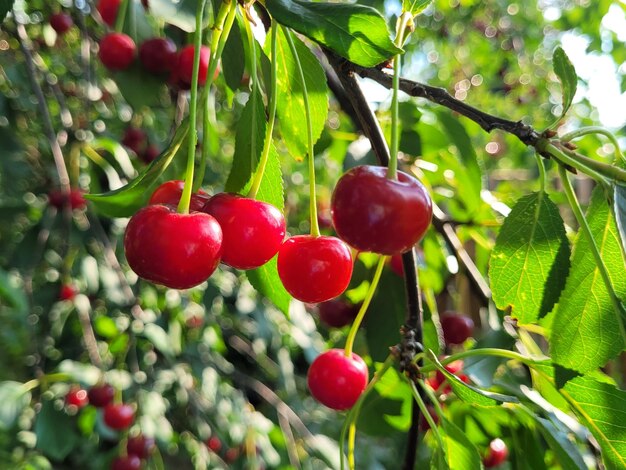 Rama de cerezas maduras en un árbol en un jardín