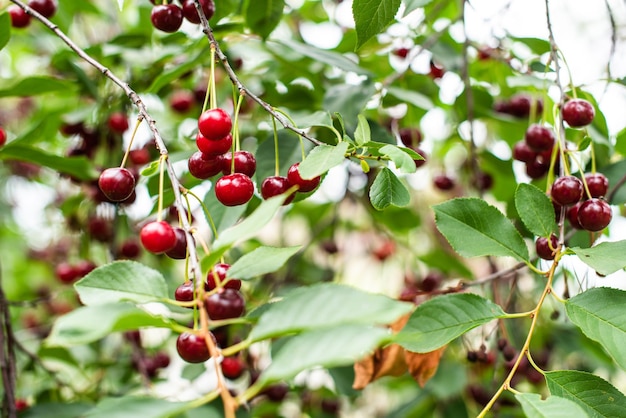 Rama de cerezas maduras en un árbol en un jardín.