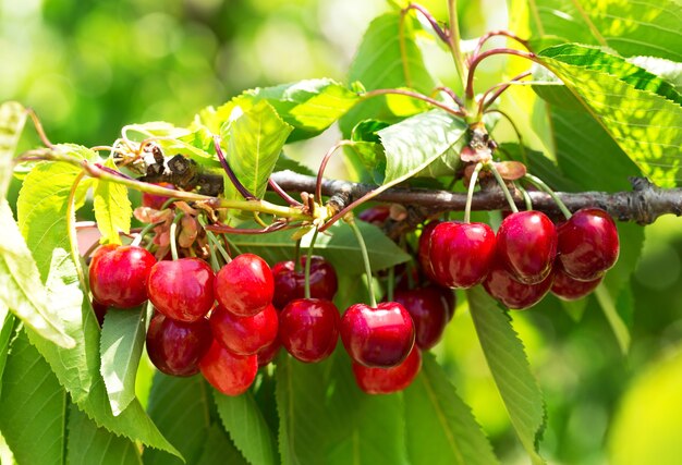 Rama de cerezas maduras