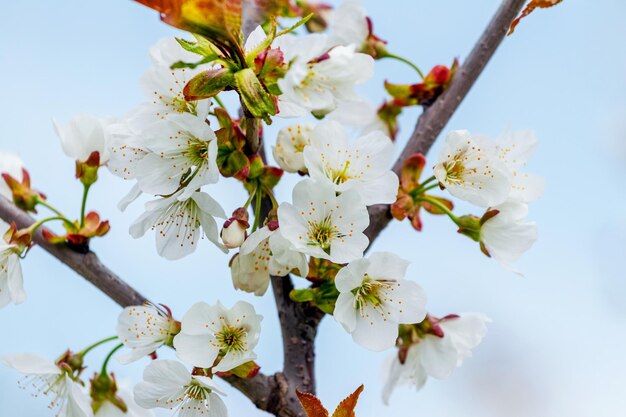 Rama de cerezo dulce con flores blancas de cerca