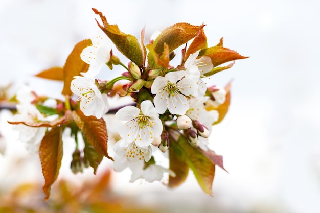 Rama de cerezo dulce con flores blancas y hojas jóvenes frescas sobre un fondo claro