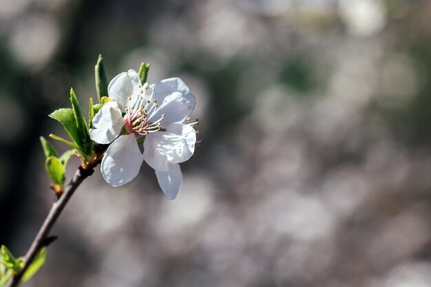 Rama de cerezo con flor blanca y hojas florecientes contra un fondo borroso. Árbol de baya floreciente en un día soleado de primavera. Enfoque selectivo. Vista de cerca