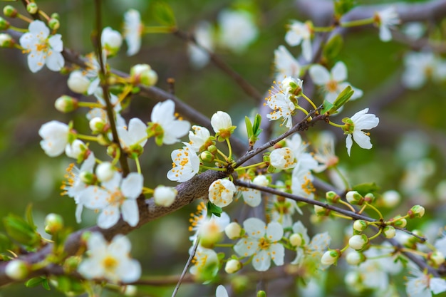 Rama de cerezo en flor en el jardín de primavera