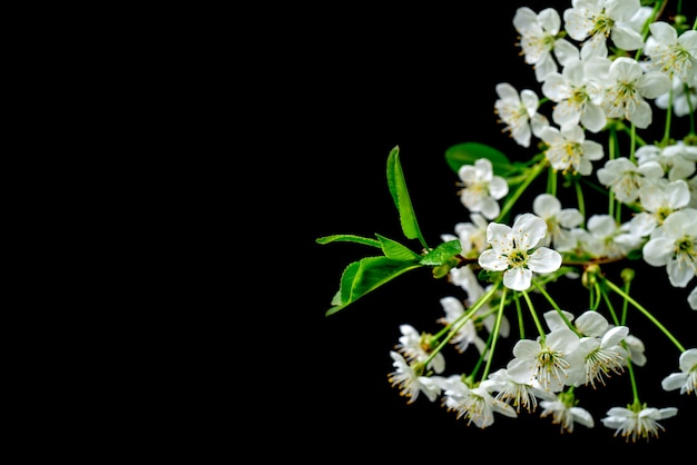 Rama de cerezo floreciente. Flores blancas de primavera. Árbol del vino en flor.