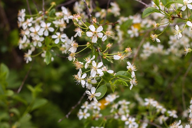 Rama de un cerezo floreciente con flores blancas