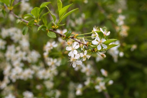 Rama de un cerezo floreciente con flores blancas