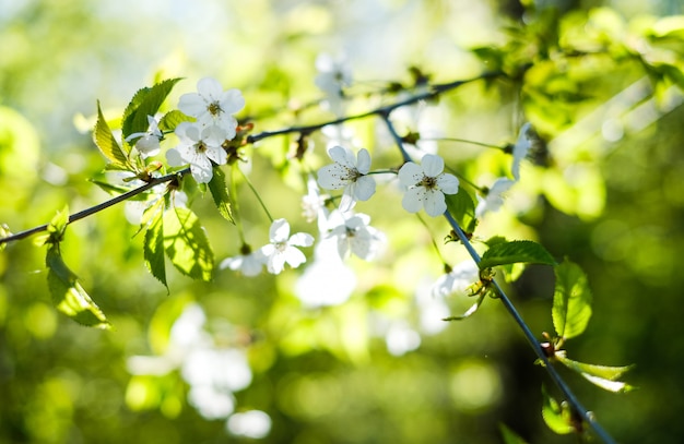 Rama de cerezo floreciente en la primavera en el jardín.