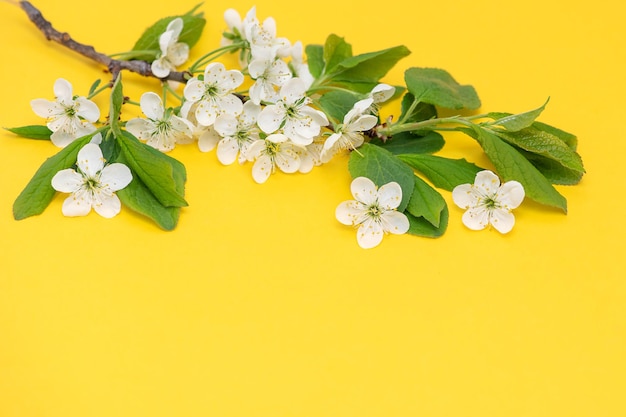 Rama de cerezo floreciente sobre un fondo amarillo Minimalismo plano