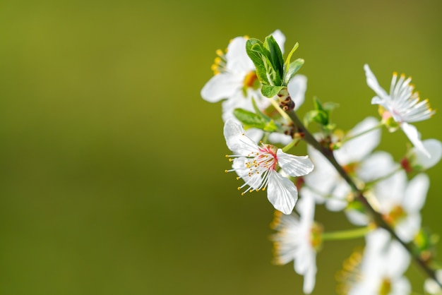 Rama de cerezo floreciente sobre fondo verde