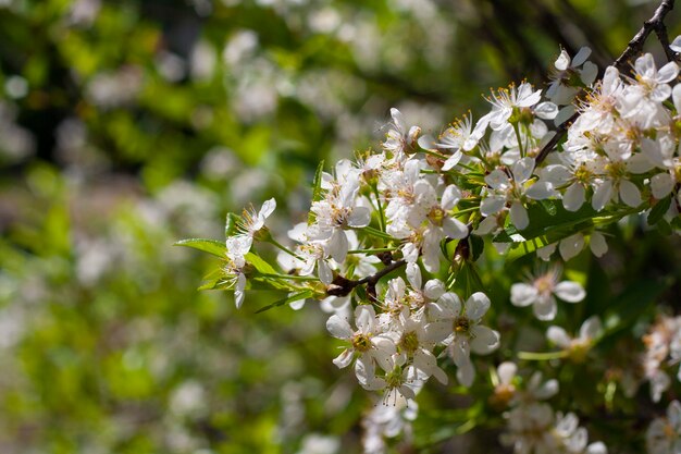 Rama de cerezo floreciente con varias flores.