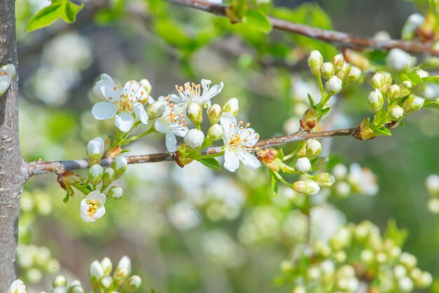 Una rama de un cerezo con flores blancas y hojas verdes.