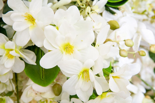 Rama de cerezo con flores blancas sobre blanco