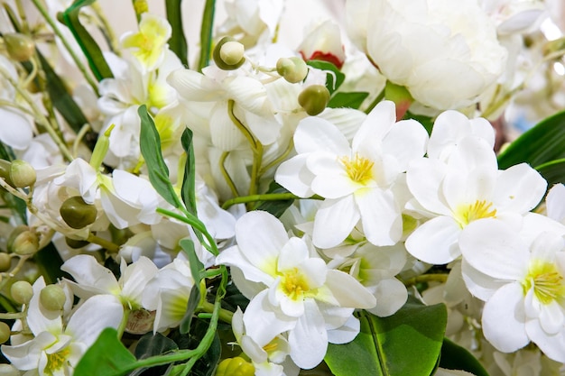 Rama de cerezo con flores blancas sobre blanco