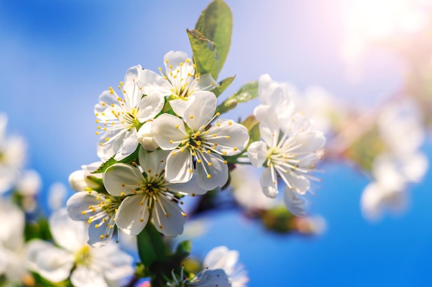 Una rama de cerezo con flores blancas sobre el fondo del cielo azul en un clima soleado