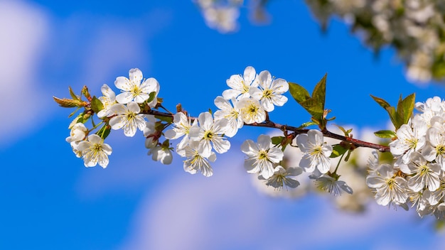 Rama de cerezo con flores blancas sobre un fondo de cielo azul