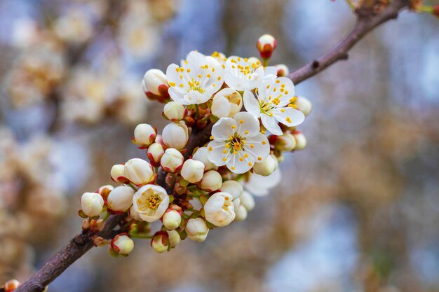 Rama de cerezo con flores y capullos, flores de cerezo