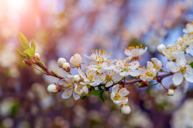 Rama de cerezo con flores y capullos, flores de cerezo