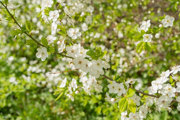 Rama de cerezo. Flores de cerezo en primavera. Primavera