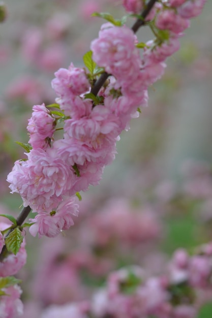 Una rama de un cerezo con flores rosas