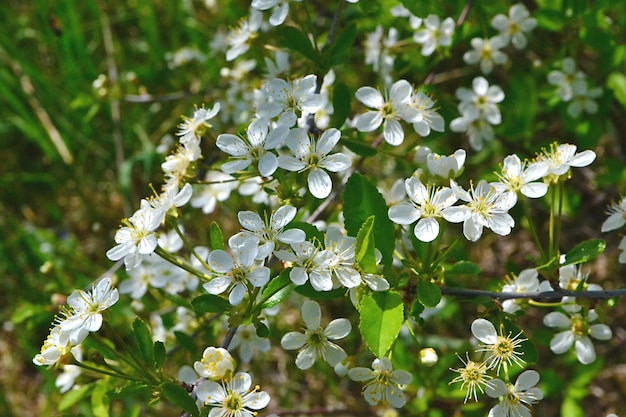 Rama de cerezo con flores