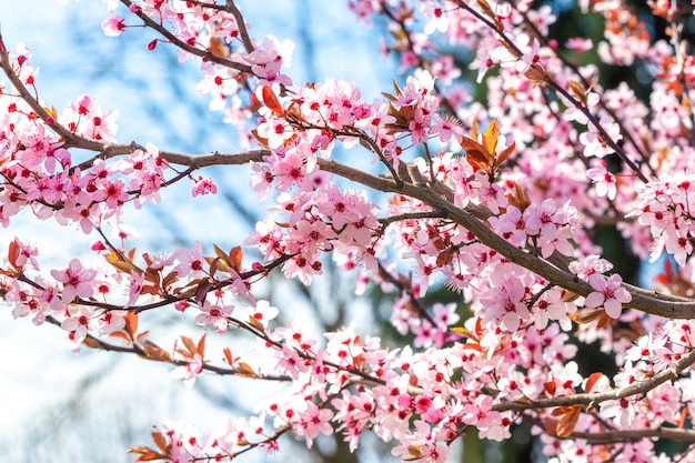 Rama de cerezo japonés con flores de color rosa en un día soleado sobre fondo de cielo azul