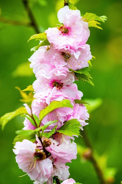 Rama de cerezo japonés sakura con exuberantes flores rosas sobre un fondo borroso Flores de sakura