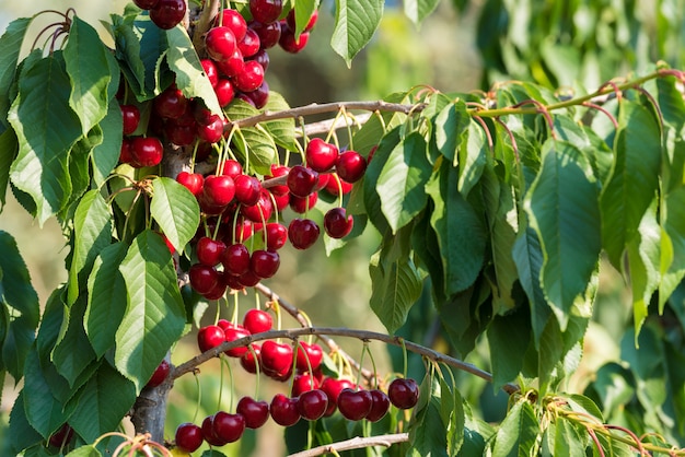 Rama de cerezo lleno de cereza y licencia verde, cerrar