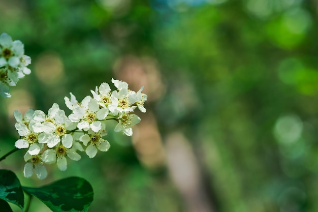 Rama de cerezo de pájaro en flor en el fondo de la primavera del bosque en el bosque del norte verde fondo natural banner o postal Enfoque selectivo de primer plano