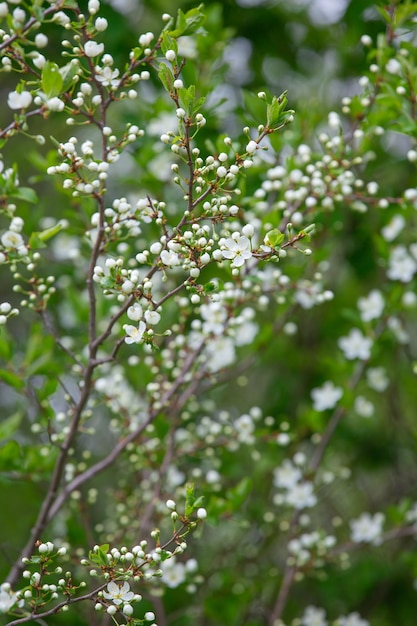 rama de cerezo y pera con flores blancas y hojas sobre un fondo de cielo azul